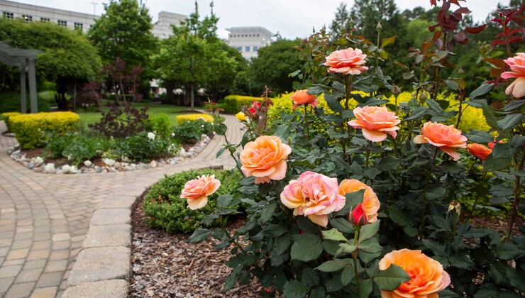 A pathway lined with roses and other flowers